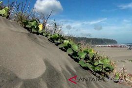 UGM harapkan adanya lorong angin Gumuk Pasir