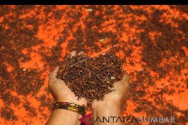 Ternyata ini penyebab pedagang pengumpul di Limapuluh Kota kesulitan mencari cengkih