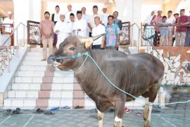 Pemkab Bangli bantu hewan kurban