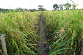 S Kalimantan govt maximizes swamp farming