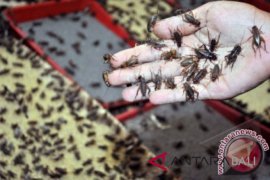 Jangkrik ternyata pangan alternatif yang bergizi dan kaya protein