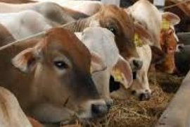 Jelang Hari Raya Idul Adha, Jumlah Hewan Kurban Pemko Pekanbaru Meningkat