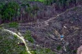 Jikalahari: Hakim Jangan Akomodir Perambah Tesso Nilo