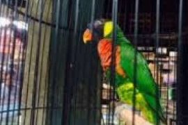 Jual Satwa Yang Dilindungi, Pedagang Burung Di Pasar Palapa Klaim Kantongi izin