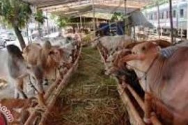 Kebutuhan Hewan Kurban Pekanbaru Tumbuh Lima Persen