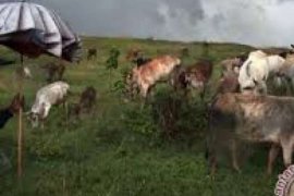 Kebutuhan Sapi Kurban Dumai Dipredisi 2.000 Ekor