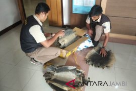 BKIPM Jambi gagalkan pengiriman kulit biawak ilegal