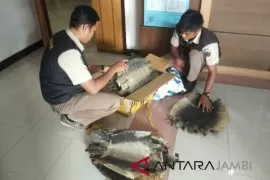 Petugas Damkar jinakjan biawak liar di rumah warga Cengkareng
