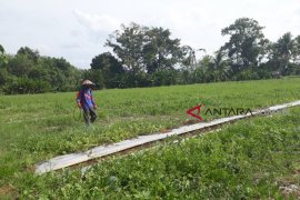 Kekeringan lahan, petani tanam palawija
