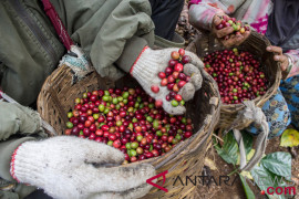 Cianjur bentuk koperasi kopi untuk jadi terbesar di Jabar