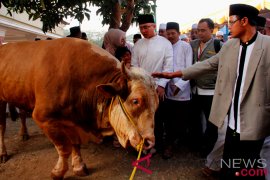 Sapi Kurban Presiden Jokowi