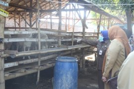 Sidak Wali Kota Probolinggo Temukan Hewan Kurban Sakit dan Tidak Cukup Umur