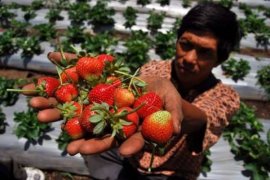 Karolin dukung pengembangan stroberi di Air Besar