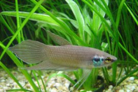 Harganya tinggi, Ikan cupang hias berpotensi tingkatkan perekonomian masyarakat