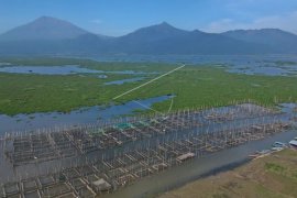 Budidaya ikan air tawar