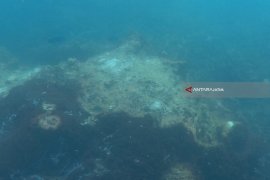 Terumbu Karang di Pantai Binor Probolinggo Rusak