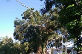 Pemkot Sukabumi berlakukan pohon diberi "KTP Badros"