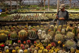 Budidaya tanaman kaktus