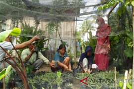 Faperta untad transfer teknologi budi daya buah naga ke petani
