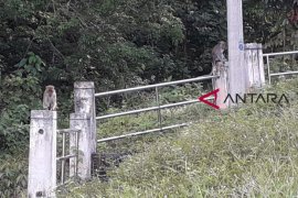 Ratusan monyet turun bukit mencuri telur ayam