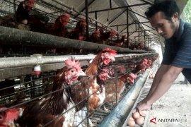 Ayam petelur jadi senjata NTB entaskan kemiskinan ekstrem