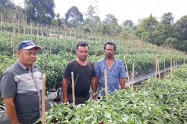 Sipirok bertekad kembalikan kejaaan cabe