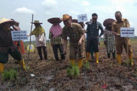 Tingkatkan luas tanam, HST lakukan gerakan tanam padi daerah rawa
