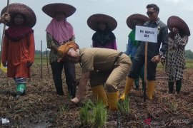 Perluasan lahan pertanian daerah rawa menjadi prioritas