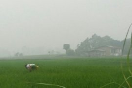 Realisasi tanam padi di Samoair 80 persen