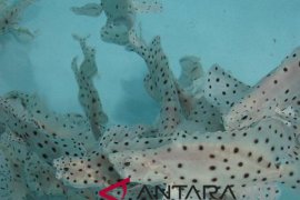 Pemerintah dorong nelayan budi daya ikan air tawar