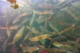 DKP targetkan tebar 2.800 benih ikan karapu