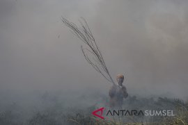 Kebakaran Lahan Di Muara Baru Page 3 Small