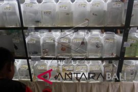 Kontes Ikan Cupang Internasional