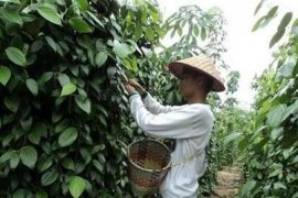 Ini dia, Ada 'Festival Petik Lada' di Lampung