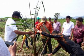 Morowali Utara canangkan gerakan menanam sagu