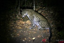 TSTJ benarkan adanya macan tutul Gunung Lawu mati