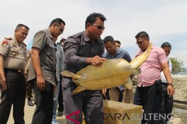 Kedapatan bawa penyu sisik, ABK asal Banggai Laut ditangkap polisi