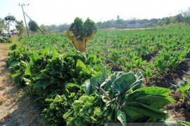 Dinas Pertanian Bojonegoro Optimistis Tembakau Terserap Pabrikan