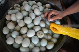 Produksi Telur Bebek Meningkat