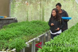 Sayur hidroponik dari Buleleng rambah restoran-hotel "Nusa Dua"