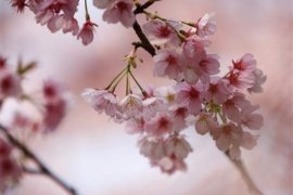Sulsel akan  uji coba tanam pohon Sakura