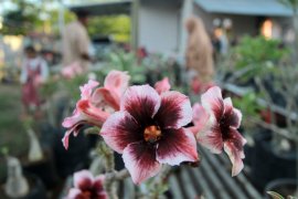 Bisnis Bunga Adenium di Bonebol Miliki Prospek Bagus