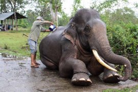 Pengobatan Gajah Terlatih Sakit Page 3 Small