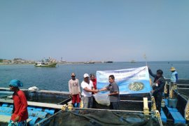 Nelayan Probolinggo Budi Daya Ikan Kerapu dengan Keramba Laut