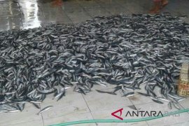 Nelayan Jembrana panen ikan