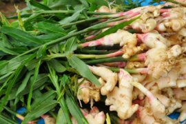 DPRD Gorontalo Utara Dorong Petani Tanam Jahe