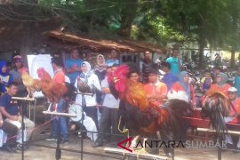 Kontes kukuak ayam balenggek semarakan "livestock expo" Sumbar