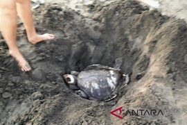 Penyu Dilindungi ditemukan mati di Pantai Perancak-Jembrana