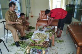 Sukseskan Agam Menyemai, DPKP semaikan 10 ribu bibit petai