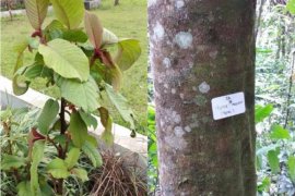 Ini, hasil survei LIPI terkait Master Plan Kebun Raya di Tapsel